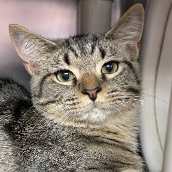 Flower -  Domestic Short Hair Cat for Adoption in North Myrtle Beach, South Carolina - Flower | PetCurious