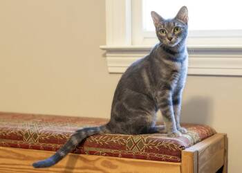 Elara -  Tabby and Domestic Short Hair Cat for Adoption in Buford, Georgia - Elara | PetCurious