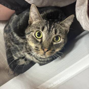 Mike Wacatski -  Tabby Cat for Adoption in Columbia, South Carolina - Mike Wacatski | PetCurious