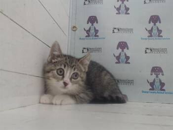 Domestic Short Hair Cats Available for Adoption in Orlando, Florida - LIL