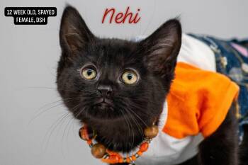 Nehi -  Domestic Short Hair Cat for Adoption in Sevierville, Tennessee - Nehi | PetCurious