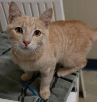 Brewer -  Domestic Short Hair Cat for Adoption in Baraboo, Wisconsin - Brewer | PetCurious