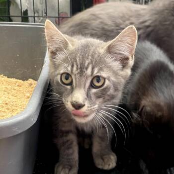 Onion -  Domestic Short Hair Cat for Adoption in Los Angeles, California - Onion | PetCurious