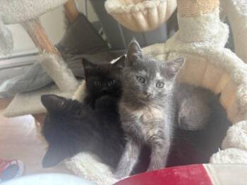 Domestic Short Hair Cats Available for Adoption in Rockaway, New Jersey - Juniper KITTEN | PetCurious
