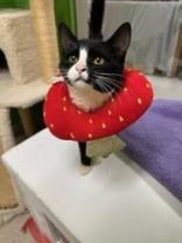 Rescue Domestic Short Hair Cats for Adoption in Manitowoc, Wisconsin - Meowgaret | PetCurious