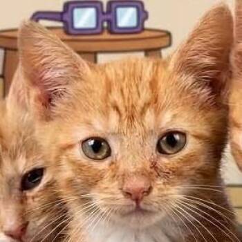Tommy -  Domestic Short Hair Cat for Adoption in Galax, Virginia - Tommy | PetCurious