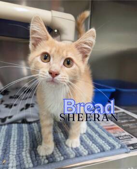 Bread Sheeran -  Domestic Short Hair Cat Available for Adoption in Nevada, Iowa - Bread Sheeran | PetCurious