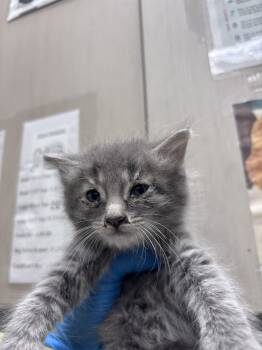 Rescue Domestic Long Hair Cats for Adoption in Las Vegas, Nevada - MIKE | PetCurious