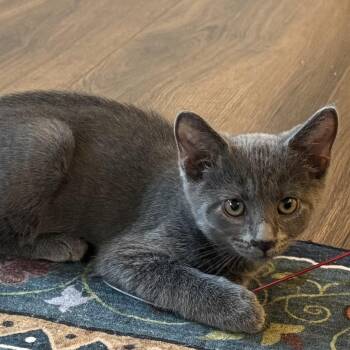 Cookie -  Domestic Short Hair and Russian Blue Cat for Adoption in Ben Avon, Pennsylvania - Cookie | PetCurious