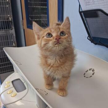 Otterpop -  Domestic Short Hair Cat for Adoption in Kingman, Arizona - Otterpop | PetCurious
