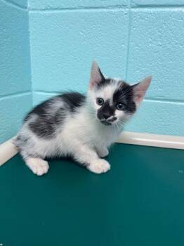 Domestic Short Hair Cats Available for Adoption in Spruce Pine, North Carolina - Bobby | PetCurious