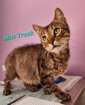 Domestic Short Hair Cats Available for Adoption in Cambridge, Maryland - Mac Truck | PetCurious