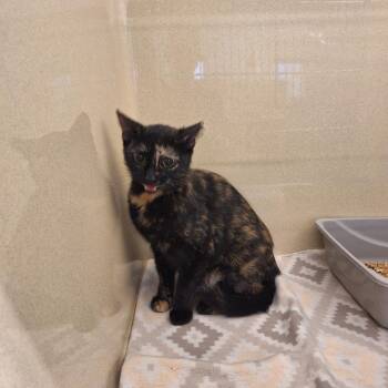 Domestic Short Hair Cats Available for Adoption in Gautier, Mississippi - Amaretto | PetCurious