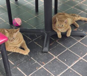 Chester: Wants Your Lap and He Means Now -  Domestic Short Hair Cat for Adoption in Oviedo, Florida - Chester: Wants Your Lap And He Means Now | PetCurious