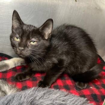 Dopey -  Domestic Short Hair Cat for Adoption in Roanoke, Virginia - Dopey | PetCurious