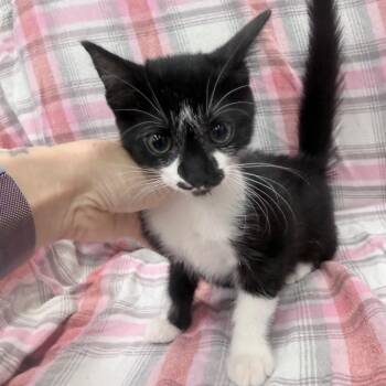 Jules -  Domestic Short Hair Cat for Adoption in Jupiter, Florida - Jules | PetCurious
