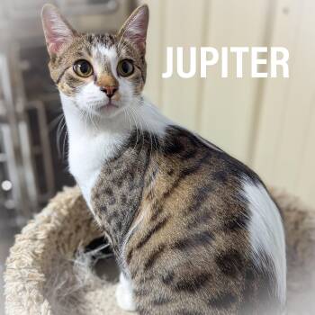 JUPITER -  Domestic Short Hair and Tabby Cat for Adoption in Griffith, Indiana - JUPITER | PetCurious