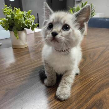 Cloud -  Domestic Short Hair Cat Available for Adoption in Clanton, Alabama - Cloud | PetCurious
