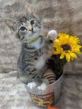Astro -  Domestic Short Hair Cat for Adoption in Raleigh, North Carolina - Astro | PetCurious