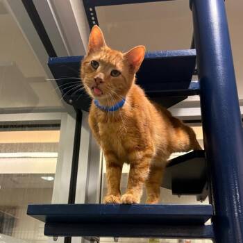Mimosa -  Domestic Short Hair Cat for Adoption in Fairport, New York - Mimosa | PetCurious