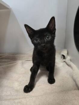 Peanut -  Domestic Short Hair Cat for Adoption in Savannah, Georgia - Peanut | PetCurious