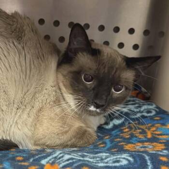 Siamese and Domestic Short Hair Cats Available for Adoption - Angelica | PetCurious