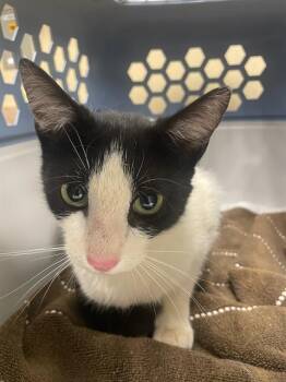 Domestic Short Hair Cats Available for Adoption in Clyde, North Carolina - SABINE | PetCurious