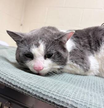 Del Norte -  Domestic Short Hair Cat for Adoption in Cincinnati, Ohio - Del Norte | PetCurious