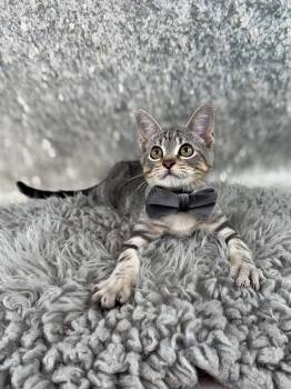 Dill -  Tabby Cat for Adoption in Pasadena, Texas - Dill | PetCurious