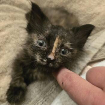 Frida -  Domestic Short Hair Cat for Adoption in Madison, Wisconsin - Frida | PetCurious