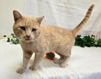 Domestic Short Hair Cats Available for Adoption in Red Wing, Minnesota - Jude | PetCurious