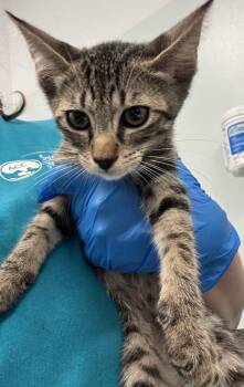 Hiro -  Domestic Short Hair Cat for Adoption - Hiro | PetCurious