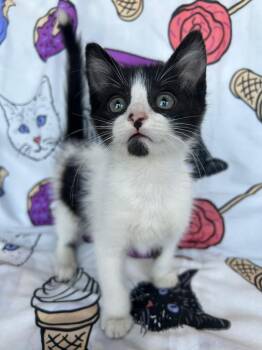 Monterey -  Domestic Short Hair Cat for Adoption in Corpus Christi, Texas - Monterey | PetCurious