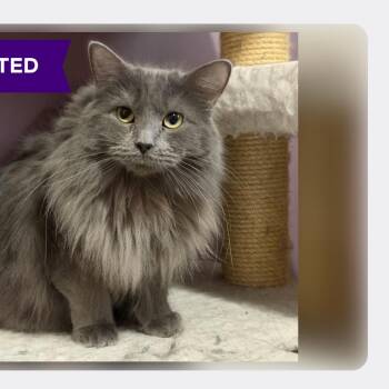 Smokey C11879 -  Domestic Long Hair Cat for Adoption - Smokey C11879 | PetCurious