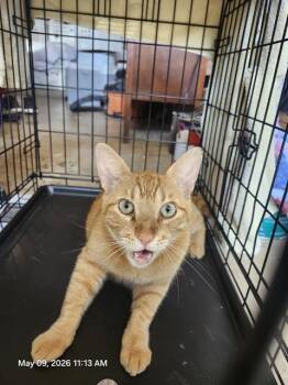 Domestic Short Hair Cats Available for Adoption in San Antonio, Texas - ORANGY | PetCurious