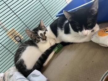 Dennis (TAS) -  Domestic Short Hair Cat for Adoption in Trenton, New Jersey - Dennis (TAS) | PetCurious