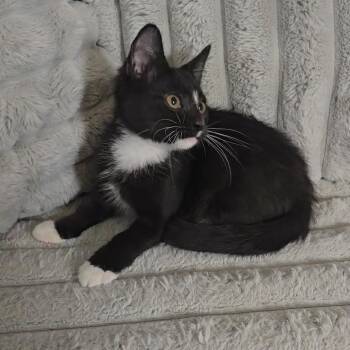 Agnes -  Domestic Short Hair Cat for Adoption in Jarrettsville, Maryland - Agnes | PetCurious