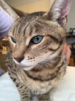 Rescue Domestic Short Hair Cats for Adoption in Winter Haven, Florida - Hudson | PetCurious