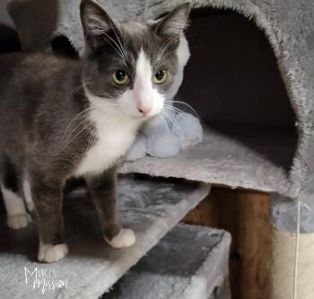 Smokey -  Domestic Short Hair Cat Available for Adoption in Spokane, Washington - Smokey | PetCurious