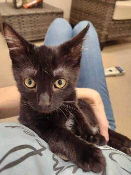 Pico -  Domestic Short Hair Cat for Adoption in Elmsford, New York - Pico | PetCurious
