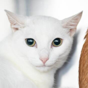 Domestic Short Hair Cats Available for Adoption in Middletown, Rhode Island - Mina | PetCurious