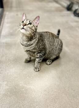 Meowy Poppins -  Domestic Short Hair Cat Available for Adoption in Mobile, Alabama - Meowy Poppins | PetCurious