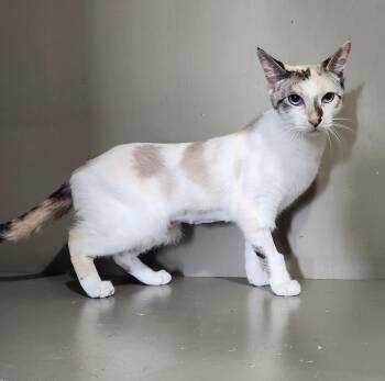 Siamese and Calico Cats Available for Adoption in Lathrop, California - Petal | PetCurious