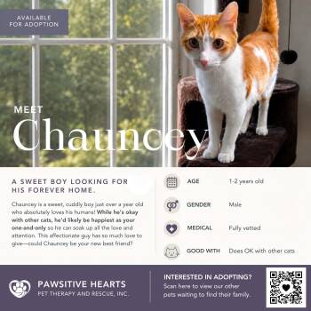 Chauncey -  Domestic Short Hair Cat for Adoption in Kenhorst, Pennsylvania - Chauncey | PetCurious