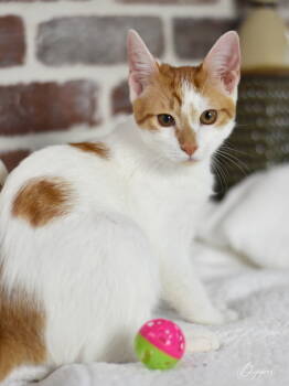 Dipper -  Domestic Short Hair Cat for Adoption in Conroe, Texas - Dipper | PetCurious