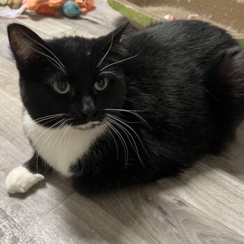 Domestic Short Hair Cats Available for Adoption - Roscoe | PetCurious
