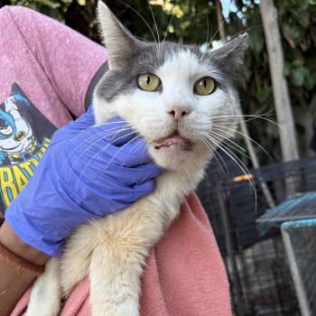 Trinity -  Domestic Short Hair Cat for Adoption in Los Angeles, California - Trinity | PetCurious
