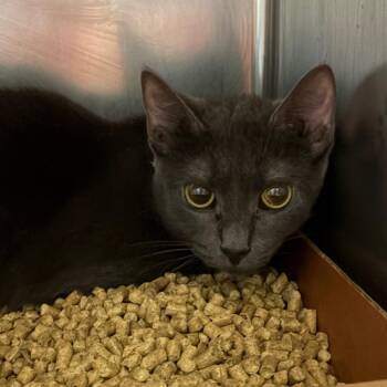 Domestic Short Hair Cats Available for Adoption in Nashville, Tennessee - Alina | PetCurious