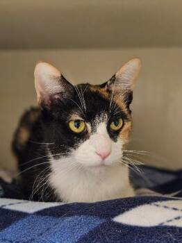 Domestic Short Hair Cats Available for Adoption in Fort Collins, Colorado - Grasshopper | PetCurious