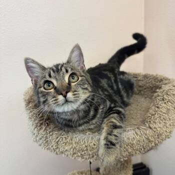 Ollie -  Domestic Short Hair Cat for Adoption in Ripon, California - Ollie | PetCurious
